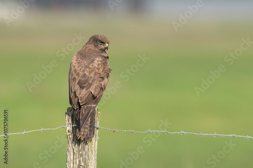 Buteo buteo - Common buzzard - Buse variable photo