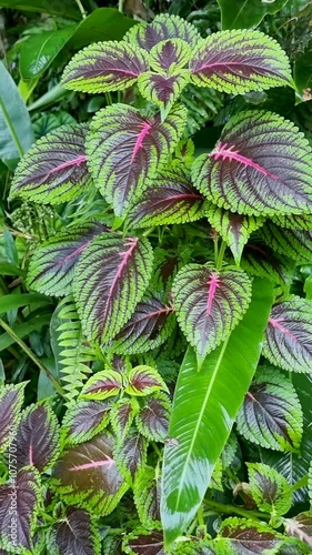 Panama, Boquete, Coleus plant variety named Kong Rose