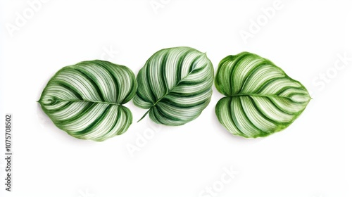 Botanical art-style illustration of Calathea Orbifolia leaves, precise green and white stripes, delicate details against a clean white space photo