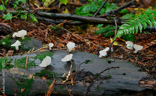 Bountiful wild fungi blooming in wilderness forest in nature, ready for harvesting for healthy, organic eating.  