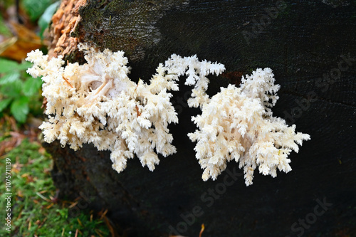 Bountiful wild fungi blooming in wilderness forest in nature, ready for harvesting for healthy, organic eating.  