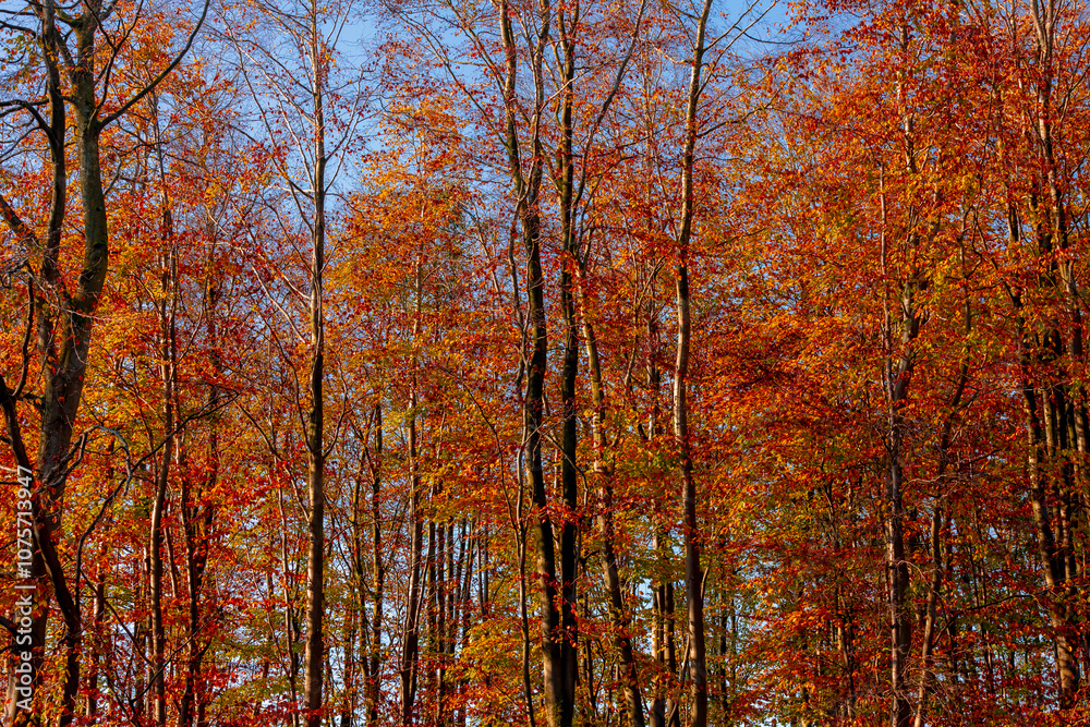 Beautiful Autumn forest, Yellow, Orange and green leaves on tree trunks, Colourful wood in fall season with red brown leaves under blue sky and sunlight, countryside of Netherlands, Nature background. Beautiful Autumn forest, Yellow, Orange and green leaves on tree trunks, Colourful wood in fall season with red brown leaves under blue sky and sunlight, countryside of Netherlands, Nature background.