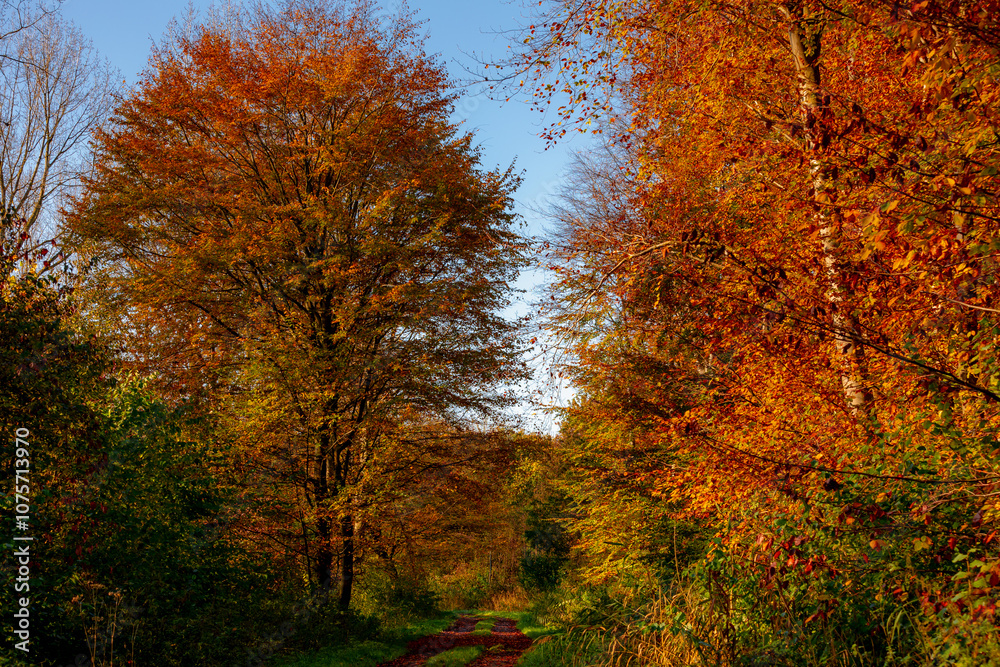 Fototapeta premium Gravel or soil path in the wood, Colourful yellow orange leaves on the trees, Forest in autumn with soft sunlight and brown leaf on the ground, Flevoland, Countryside of Netherlands, Nature background