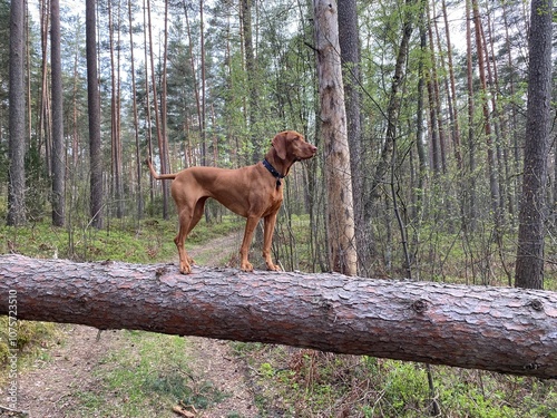Dog on the tree