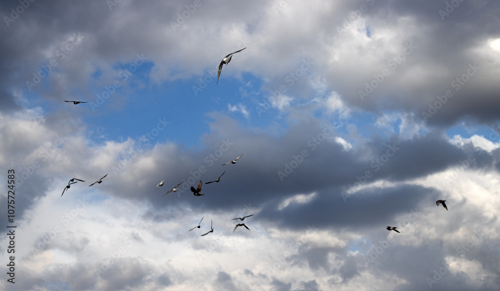 Fototapeta premium birds in the sky