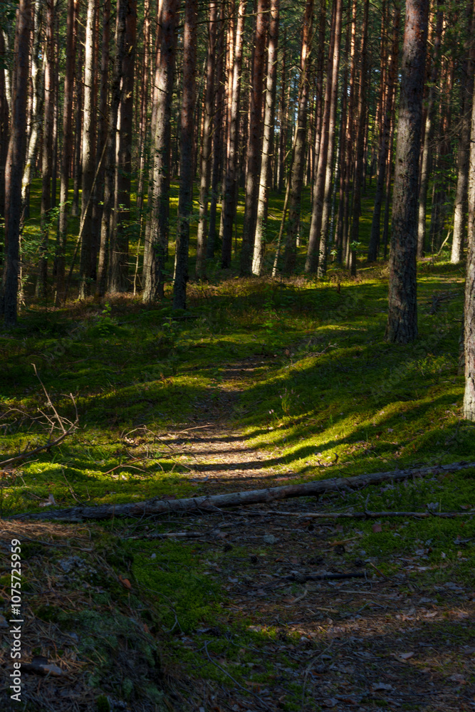 Sunlit forest path with pine trees in dense woodland