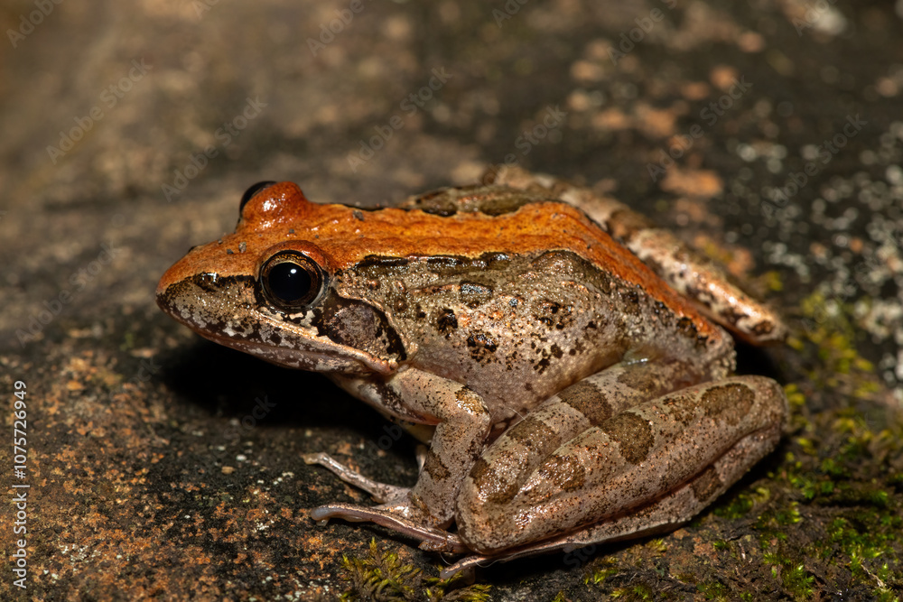 Obraz premium A beautiful Clicking Stream Frog, also known as a Gray’s Stream Frog or Spotted Stream Frog (Strongylopus grayii), in the wild in KwaZulu-Natal, South Africa