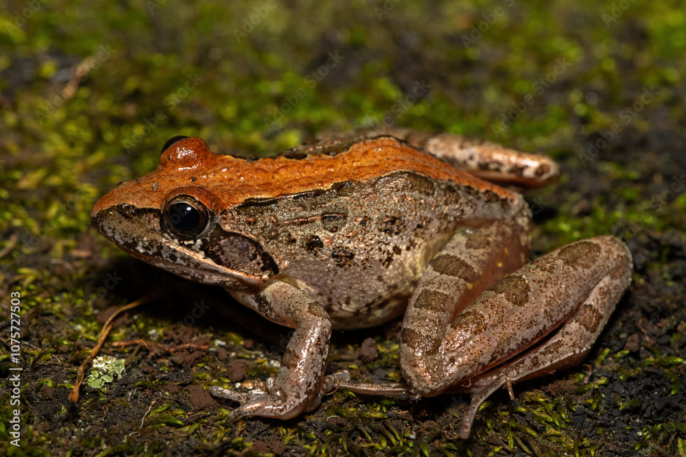 A beautiful Clicking Stream Frog, also known as a Gray’s Stream Frog or Spotted Stream Frog (Strongylopus grayii), in the wild in KwaZulu-Natal, South Africa A beautiful Clicking Stream Frog, also known as a Gray’s Stream Frog or Spotted Stream Frog (Strongylopus grayii), in the wild in KwaZulu-Natal, South Africa