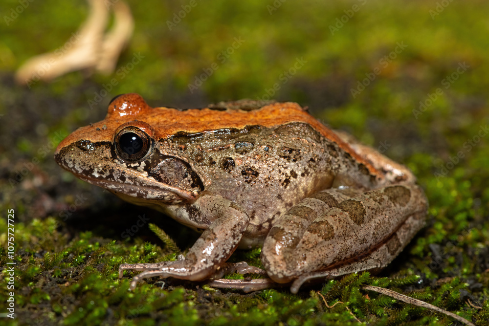 A beautiful Clicking Stream Frog, also known as a Gray’s Stream Frog or Spotted Stream Frog (Strongylopus grayii), in the wild in KwaZulu-Natal, South Africa A beautiful Clicking Stream Frog, also known as a Gray’s Stream Frog or Spotted Stream Frog (Strongylopus grayii), in the wild in KwaZulu-Natal, South Africa