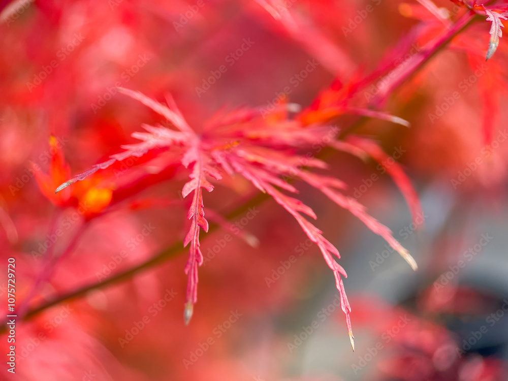 Autumn nature vibe. Colorful leaves in the wind. Autumn nature vibe. Colorful leaves in the wind.