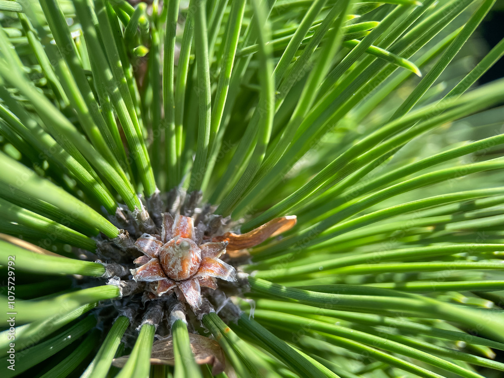 Close up of coniferous tree, needles of evergreen plant Close up of coniferous tree, needles of evergreen plant