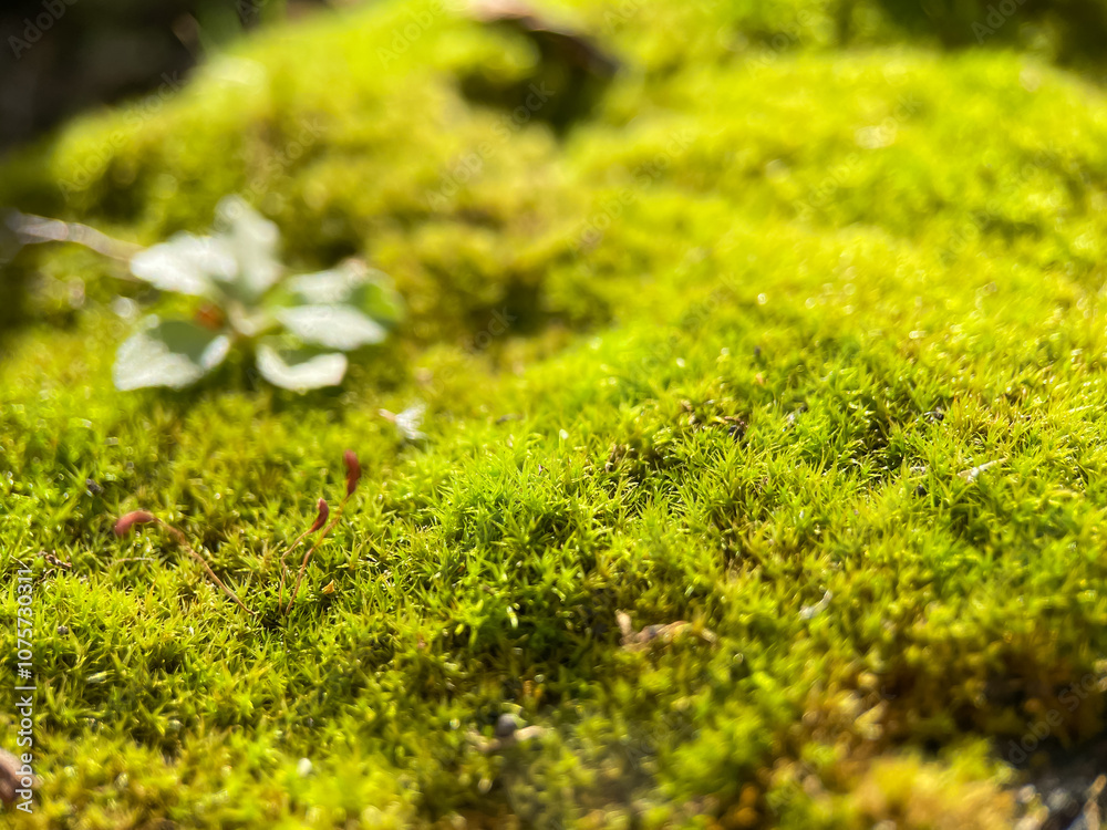 Obraz premium Moss close up, green plant
