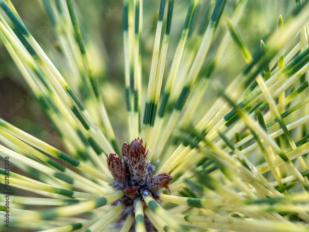 Close up of coniferous tree, needles of evergreen plant Close up of coniferous tree, needles of evergreen plant
