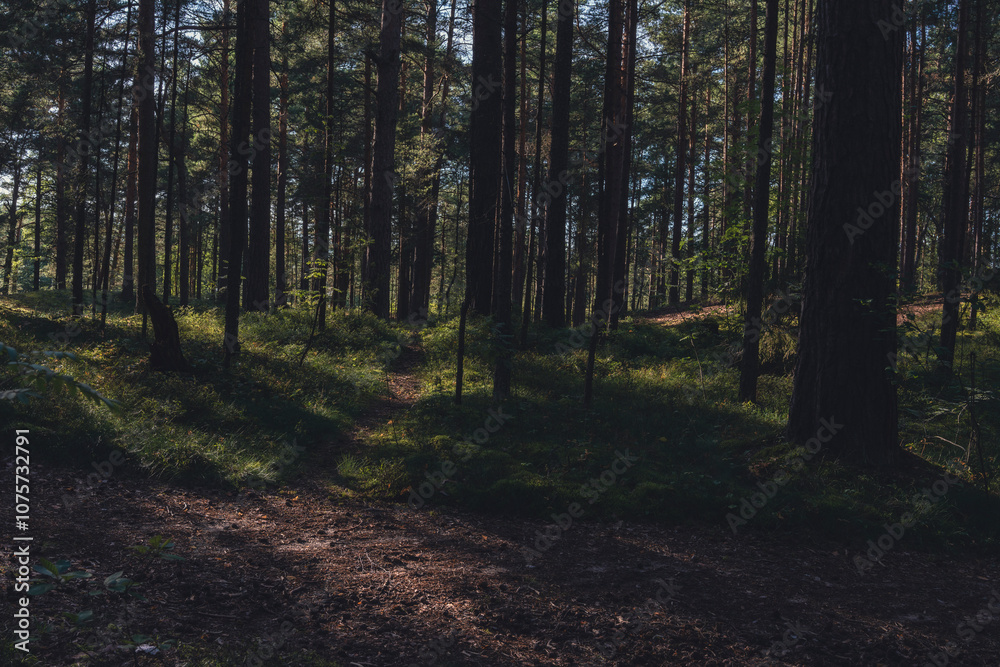 Sun-dappled forest with tall pine trees and shadowed ground Sun-dappled forest with tall pine trees and shadowed ground