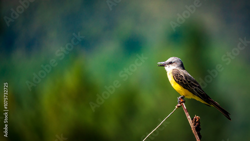 Tropical Kingbird Perched in the Peruvian Amazon Forest photo