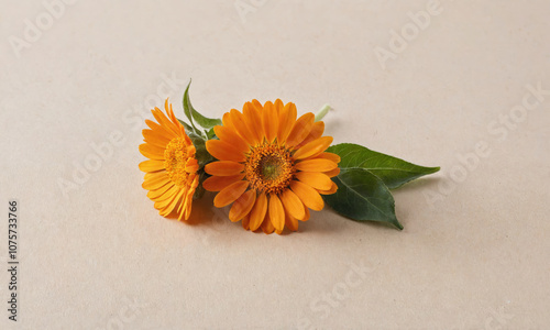 Two orange gerbera daisies lay on a white surface with green leaves