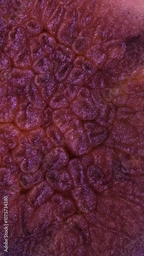 Explore the intricate texture of skin under a microscope showcasing unique patterns and colors observed in detail