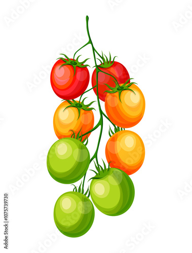 Set of branches of colored tomatoes tomatoes in cartoon style. Vector illustration of delicious red, green, orange tomatoes with green stems isolated on white background. Stages of tomato ripening.