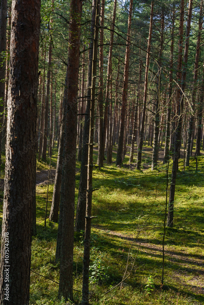 Obraz premium Sunlit forest path with pine trees in dense woodland