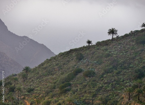 Palmen auf Berg auf La Gomera photo