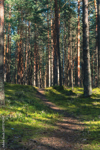 Fototapeta Naklejka Na Ścianę i Meble -  Sunlit forest path with pine trees in dense woodland