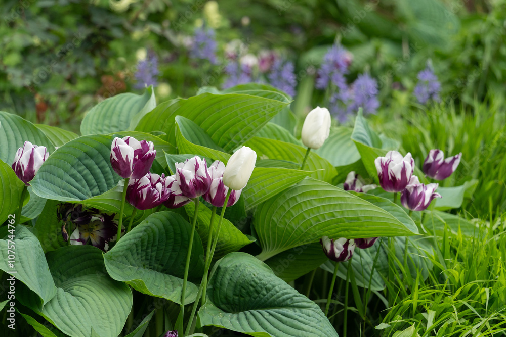 Tulip flowers in a beautiful garden Tulip flowers in a beautiful garden