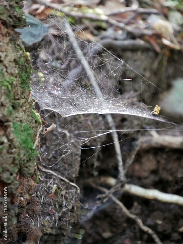 Spinnenweben zwischen Baumstämmen im Wald photo