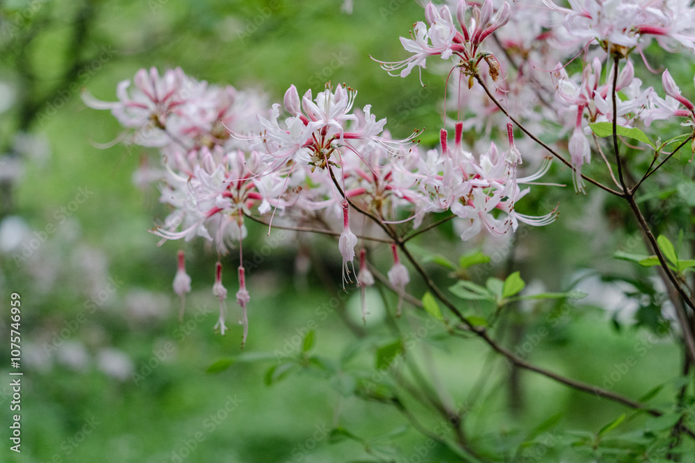 Cheery blossom during spring Cheery blossom during spring