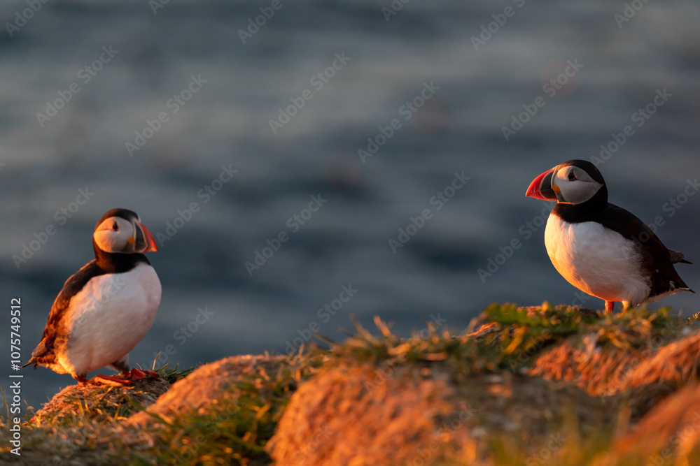 Puffin in Iceland at sunrise Puffin in Iceland at sunrise
