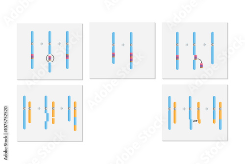 Types of Chromosomal Mutations Science Design. Vector Illustration.