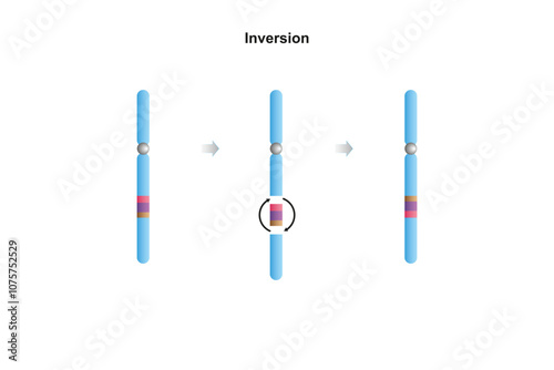 Inversion Chromosomal Mutation Science Design. Vector Illustration.