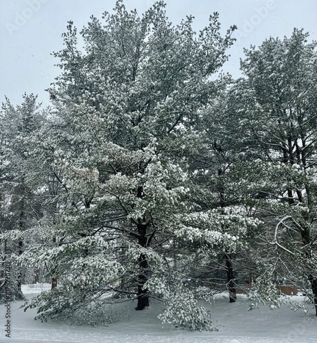 snow covered trees