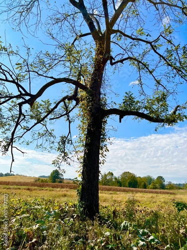 tree in the park
