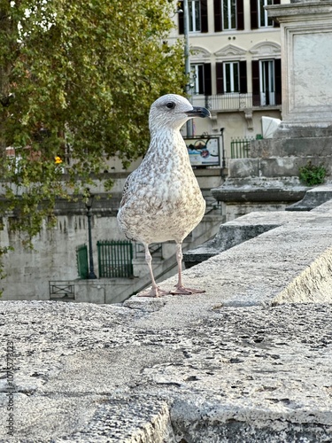 seagull on the pier