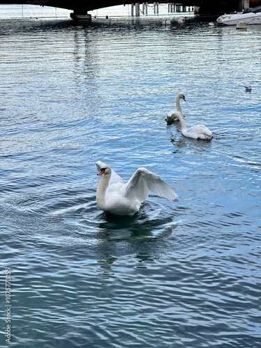 Water swan 
