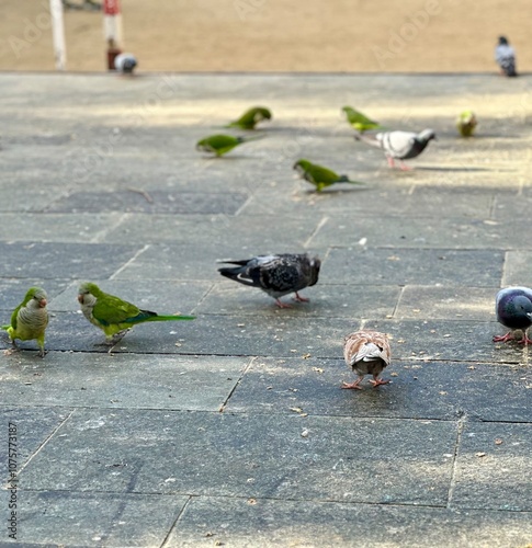 Barcelona birds 