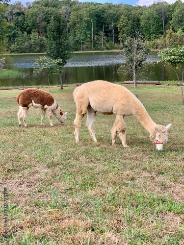 Alpaca 