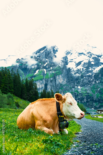 alpine cows in Switzerland a natural environment with mountains in the background