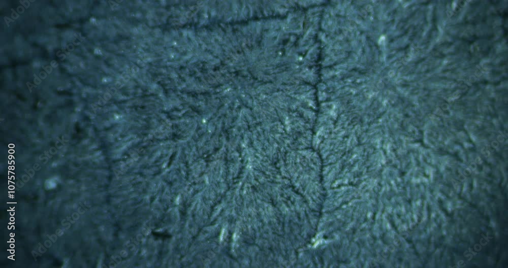 Dried Drop of Mineral Water under 100x magnification displays intricate fractal patterns formed by mineral crystals. Captivating details reveal remarkable fusion of science and art, showcasing harmony Dried Drop of Mineral Water under 100x magnification displays intricate fractal patterns formed by mineral crystals. Captivating details reveal remarkable fusion of science and art, showcasing harmony