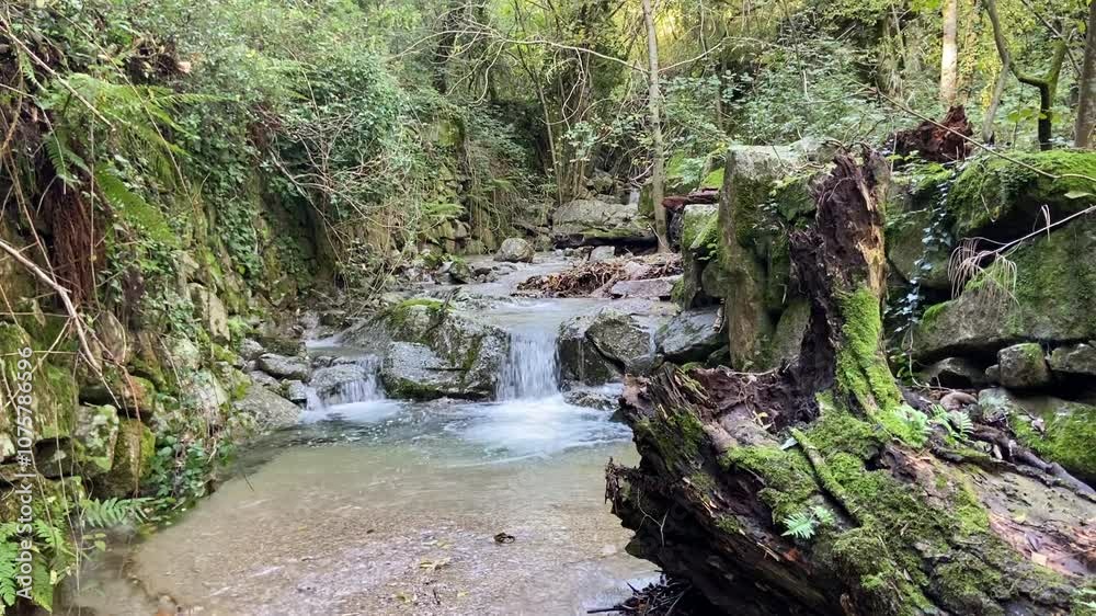 Ruisseau d'une forêt dans les Cévennes