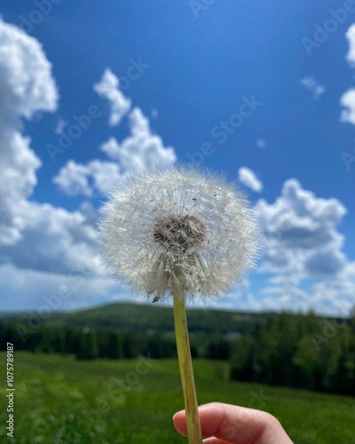 Dandelion in the Wind