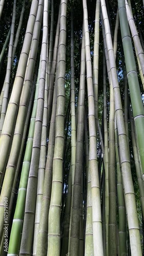 Forêt de bambous 