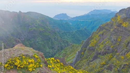 Wallpaper Mural A mountain covered in fog and clouds with blooming Cytisus shrubs. Near Pico de Arieiro , Madeira island, Portugal. Orbit parallax shot Torontodigital.ca