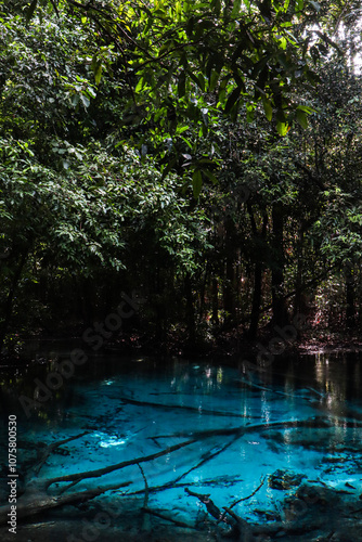 A natural vibrant blue pool sits in the middle of the forest