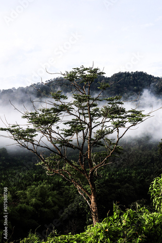 Morning fog disperses over the jungle behind dainty green tree