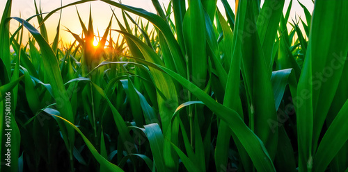 a corn plantation with a clear dirt path running alongside it