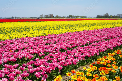 Tulip Field in Lisse, Netherlands