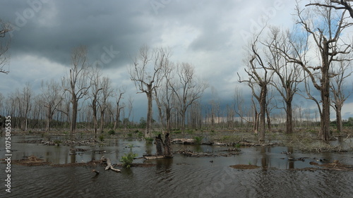 Foto Leafless, dead mangrove trees, stagnant water against a cloudy sky background