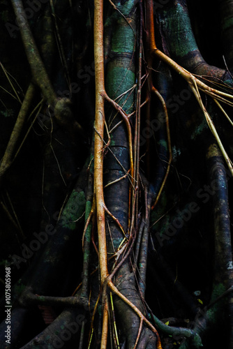 A close up shot of vines wrapping around the roots of a tree trunk with a distinctive pattern of browns and dark greens at the Emerald Pool in Krabi, Thailand.