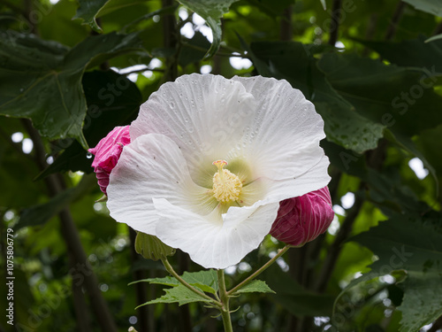 スイフヨウ（酔芙蓉）Cotton rose, rosemallow,Hibiscus mutabilis photo